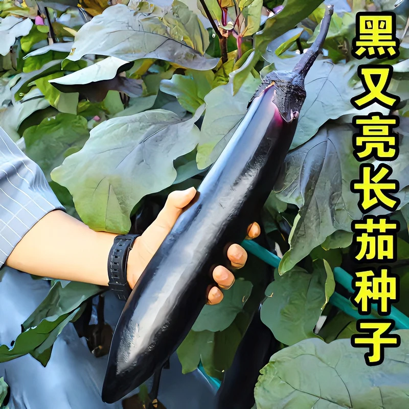 高产黑又亮长茄种子特长茄子蔬菜种子菜园庭院春季良种四季种植