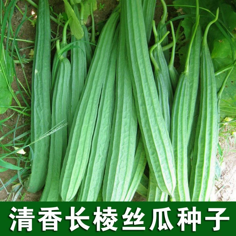 长棱丝瓜种子清香八角棱丝瓜种籽特长早熟高产耐热耐寒蔬菜种孑