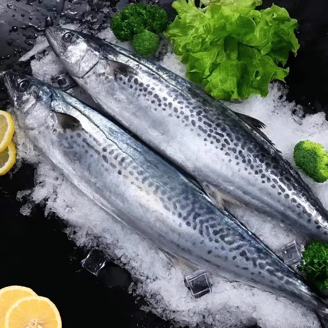 中号【5斤4-5条】 鲅鱼燕鲅蓝点马鲛鱼1-1.5斤/条 新鲜海捕 速冻
