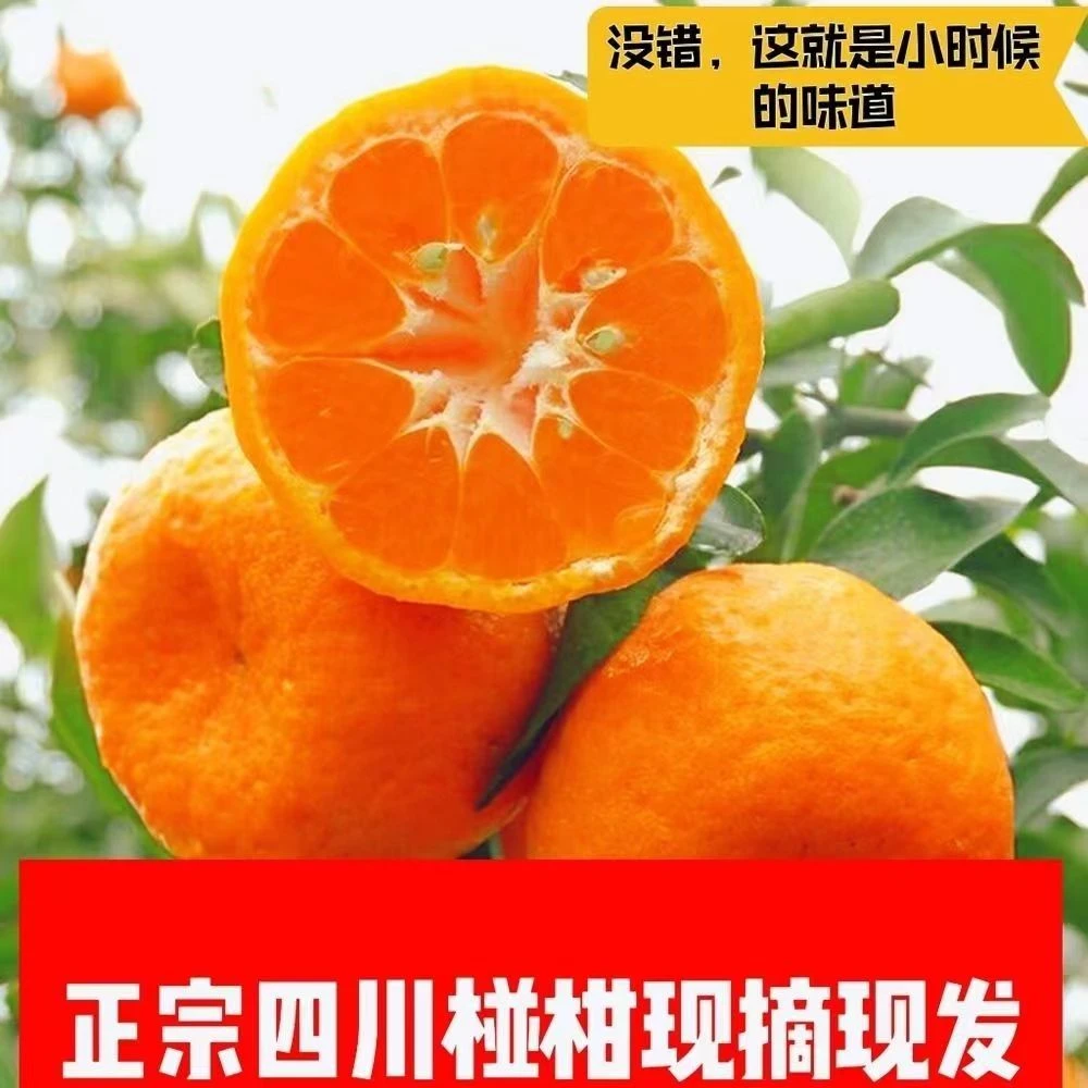 正宗四川椪柑芦柑新鲜发货碰柑当季水果抖音团购媛红绿叶水果直播