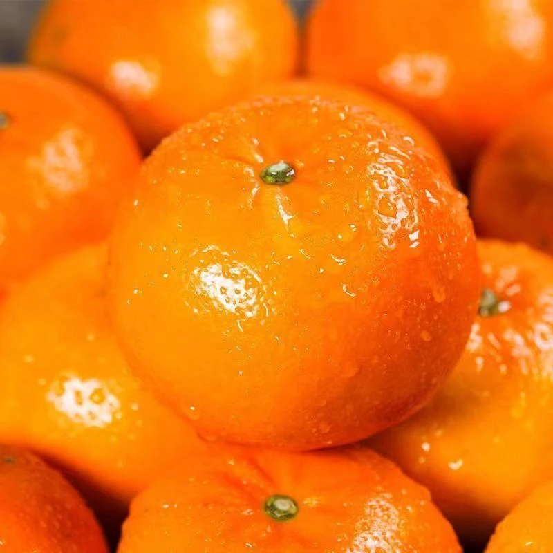 正宗四川沃柑买柑子新鲜水果柑橘爆汁抖音团购正宗沃柑大果