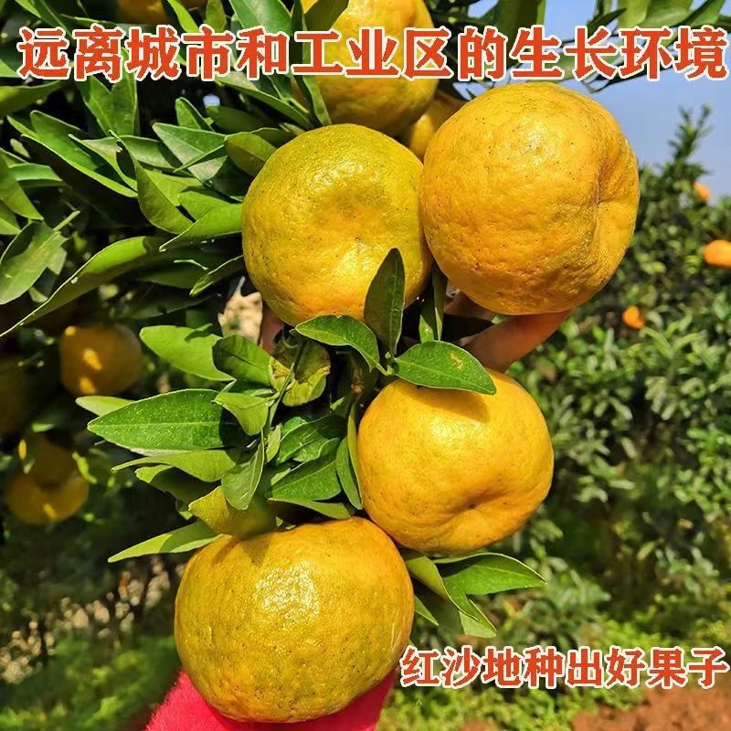 新鲜四川碰柑芦柑橘丑橘老品种净重8斤现发椪柑云南媛红椪柑