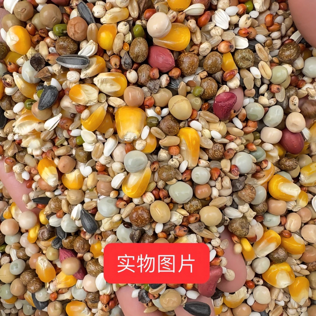赛飞鸽子类1年特级!信鸽赛鸽粮食颗粒添加健康新鲜优质发货混合