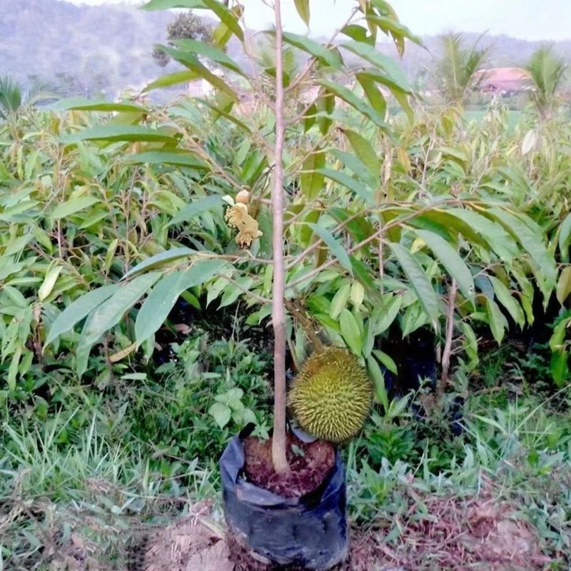 云南榴莲树苗盆栽果树苗南北方种植猫山王泰国金枕头庭院阳台种植