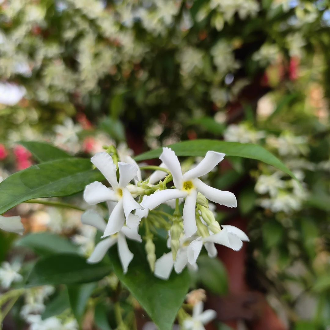 风车茉莉爬藤植物庭院阳台盆栽好养络石藤垂丝爬藤花卉多季开耐寒