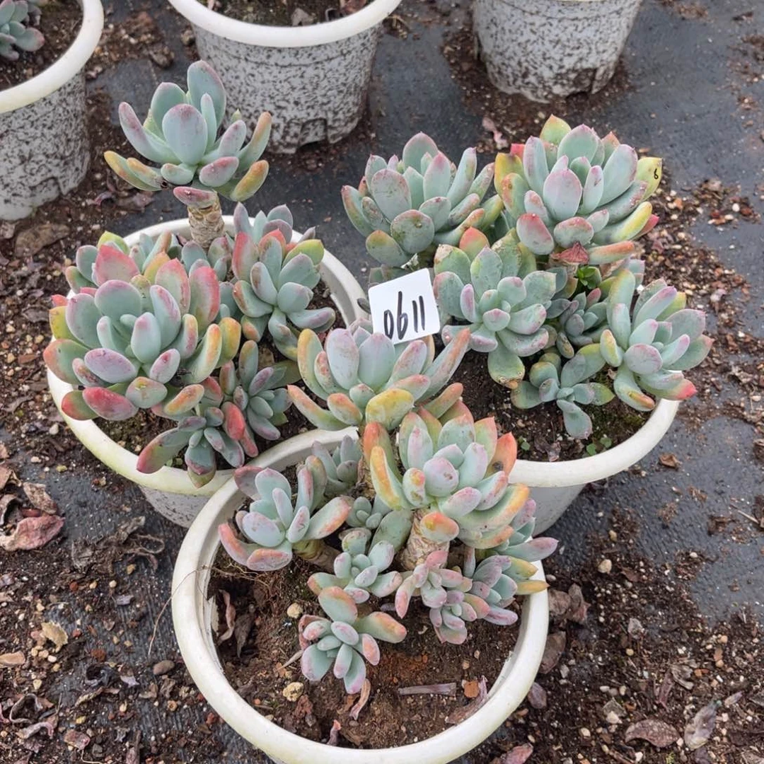 曼*?0611 灰姑娘（不售后）