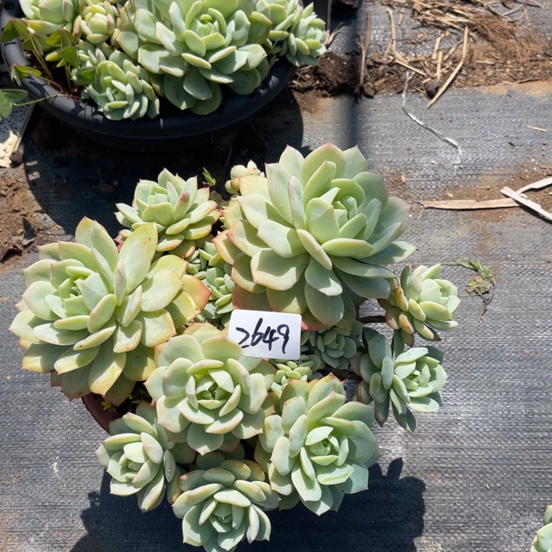 嫋*2649。    恋曲