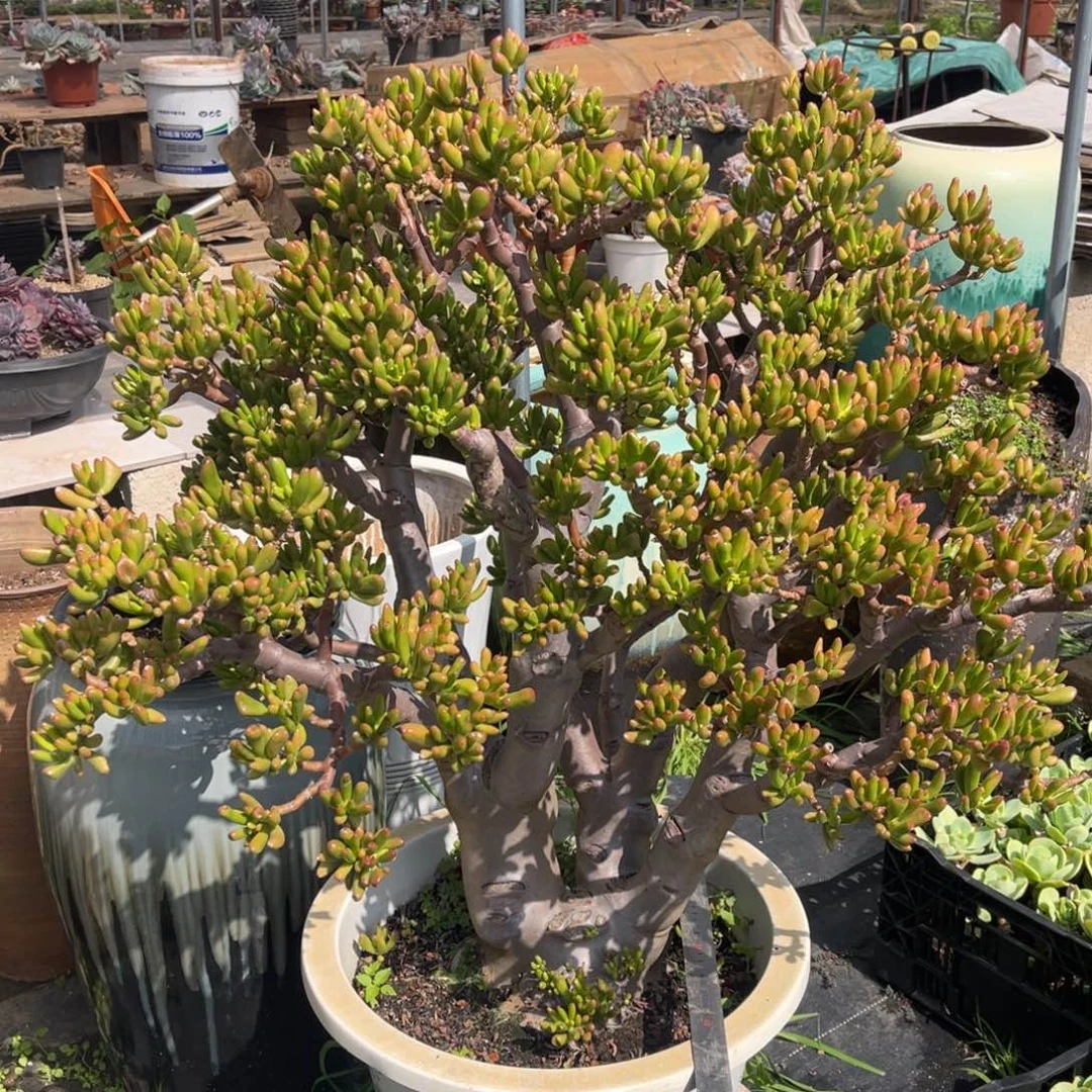 勇*     大颗吸财树