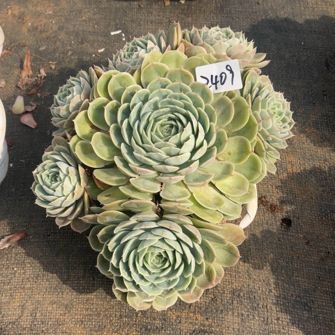 文*2409。 昴斯诺