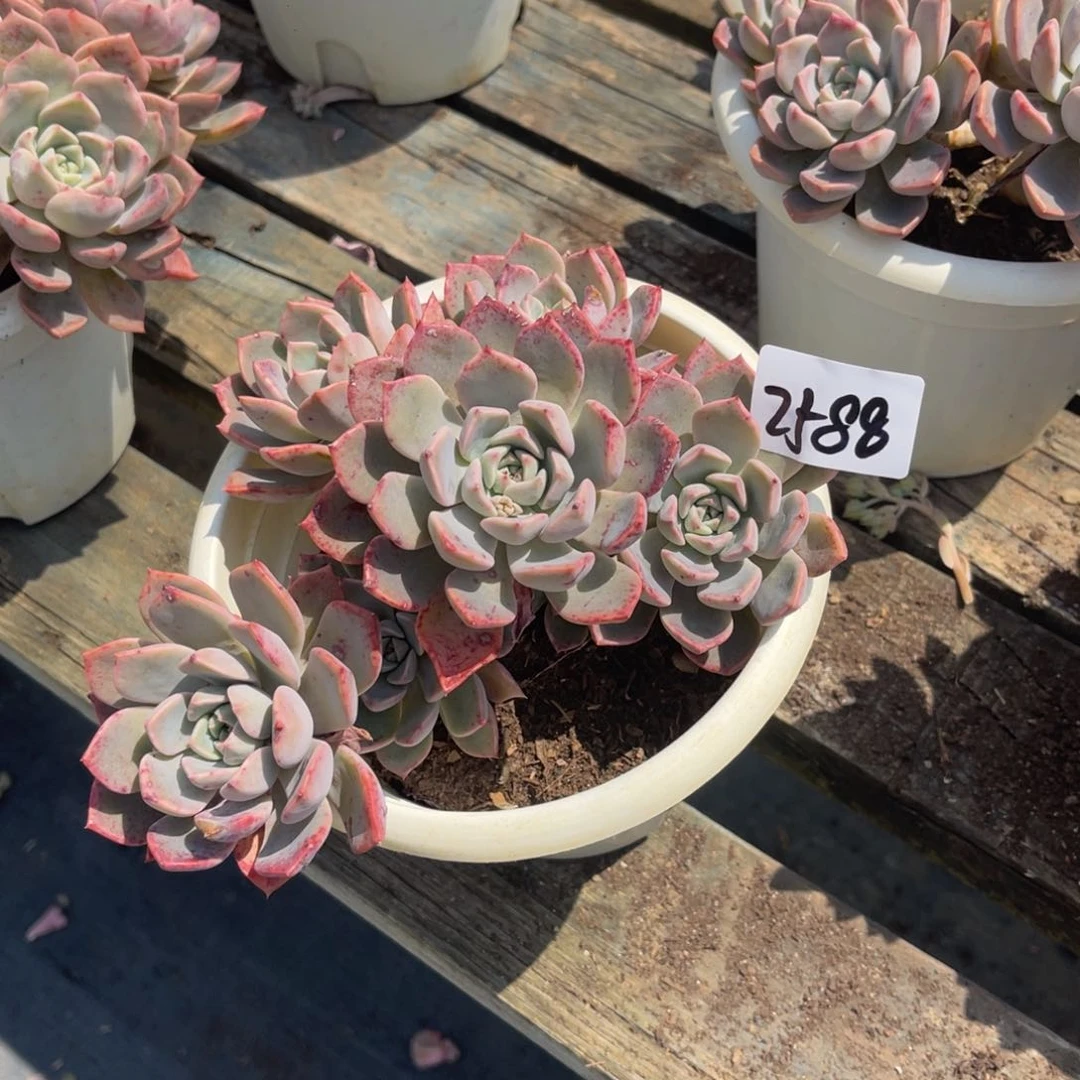 往*…2588红粉佳人