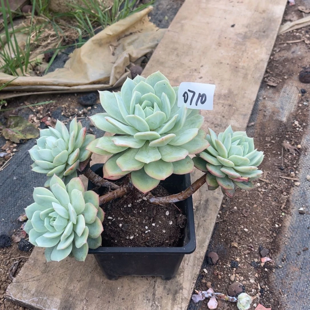 女*子0710。  恋曲