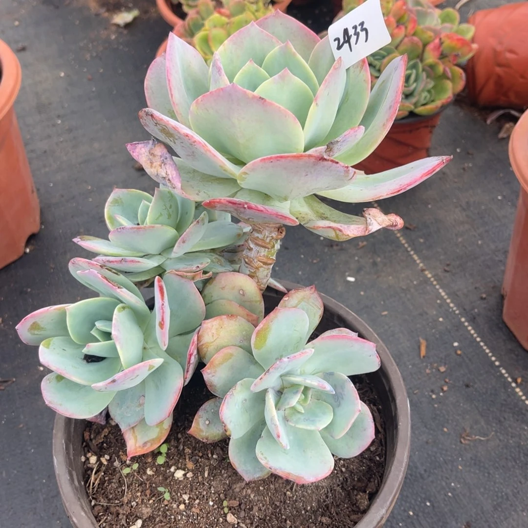 冲****。2433。  血凤