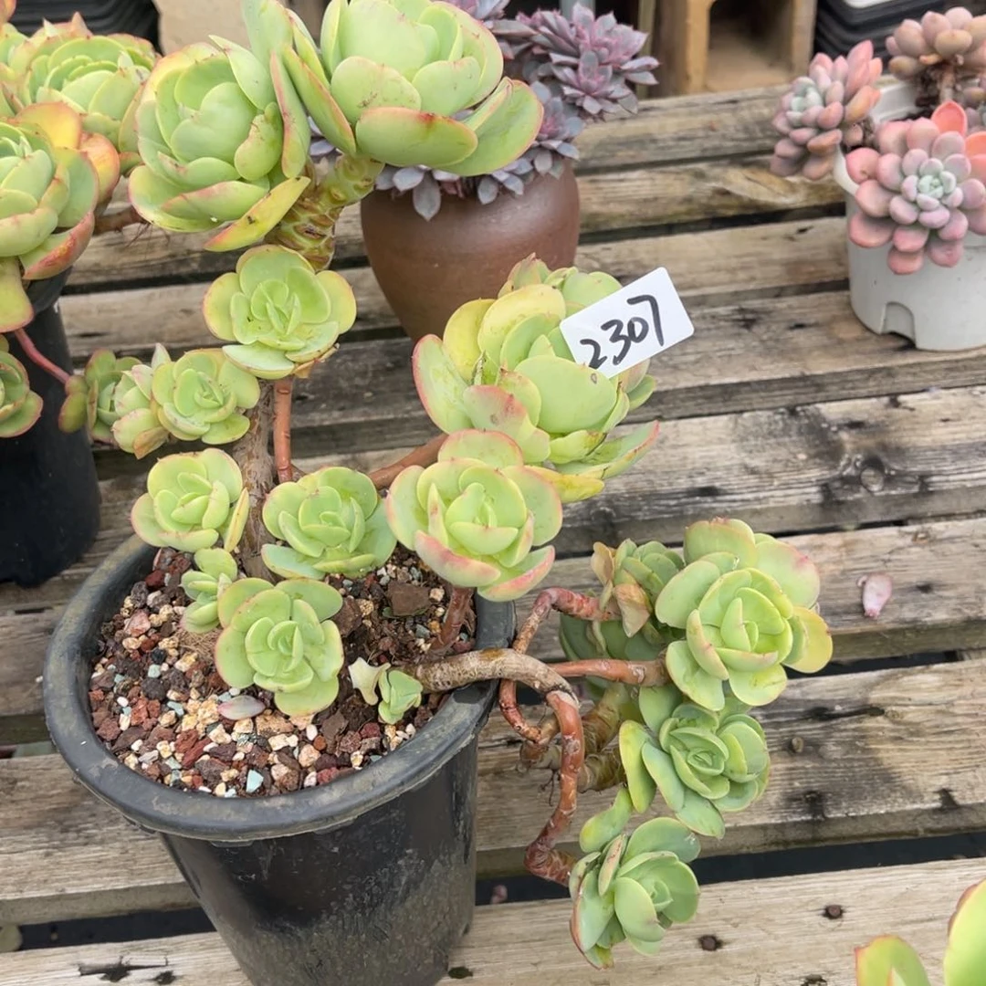 晨**美2307。  鸡蛋碧桃