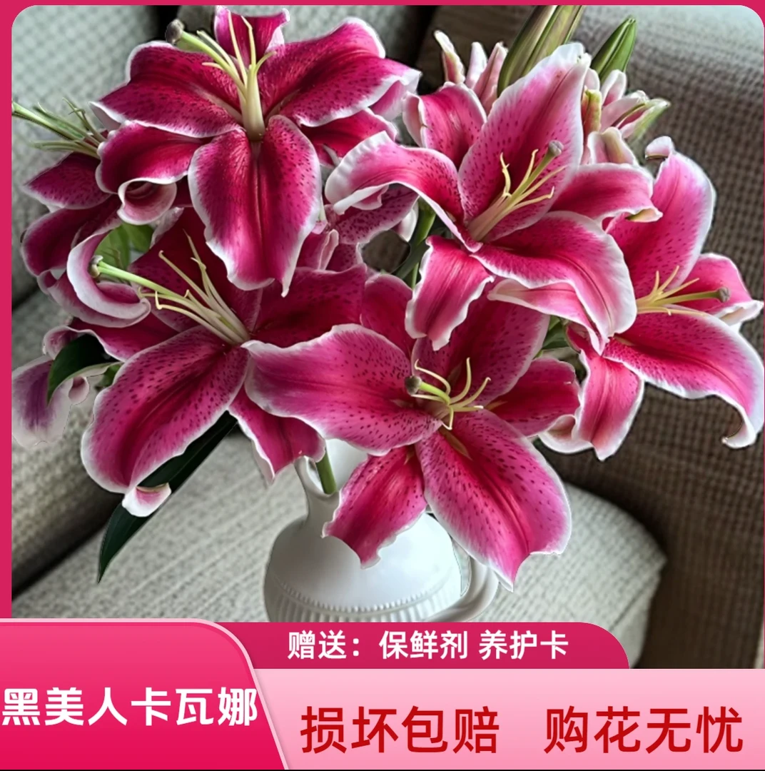 黑美人百合【一单中通两单顺丰】