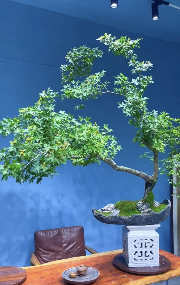 海岛石枫，海岛春花，海岛栀子花