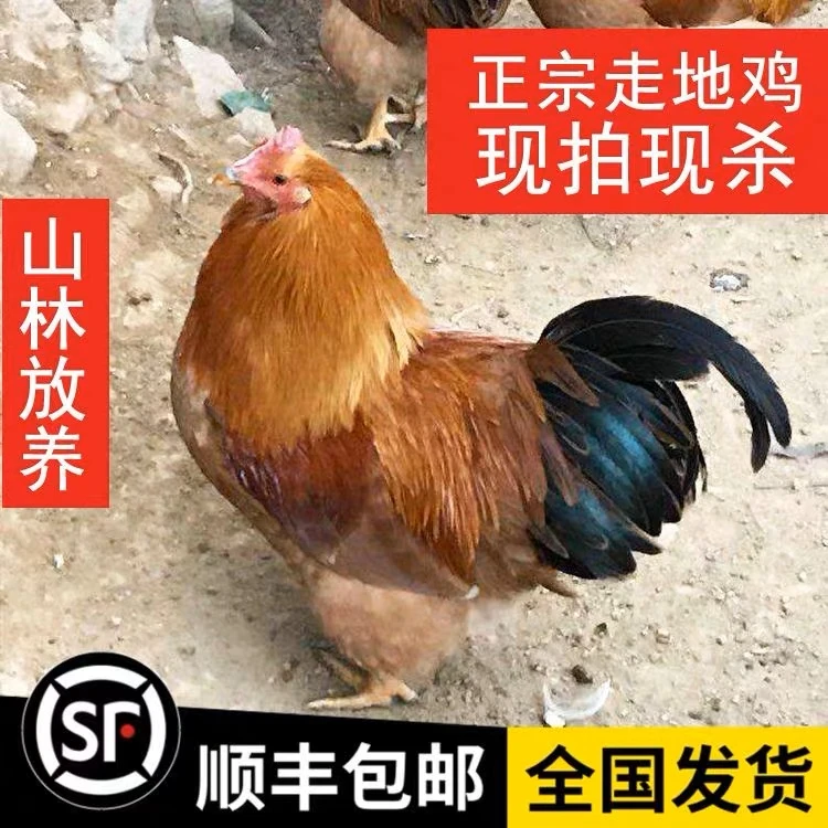 正宗农村散养土鸡，五谷杂粮青菜喂养，400天大扇鸡，6斤到6.6斤