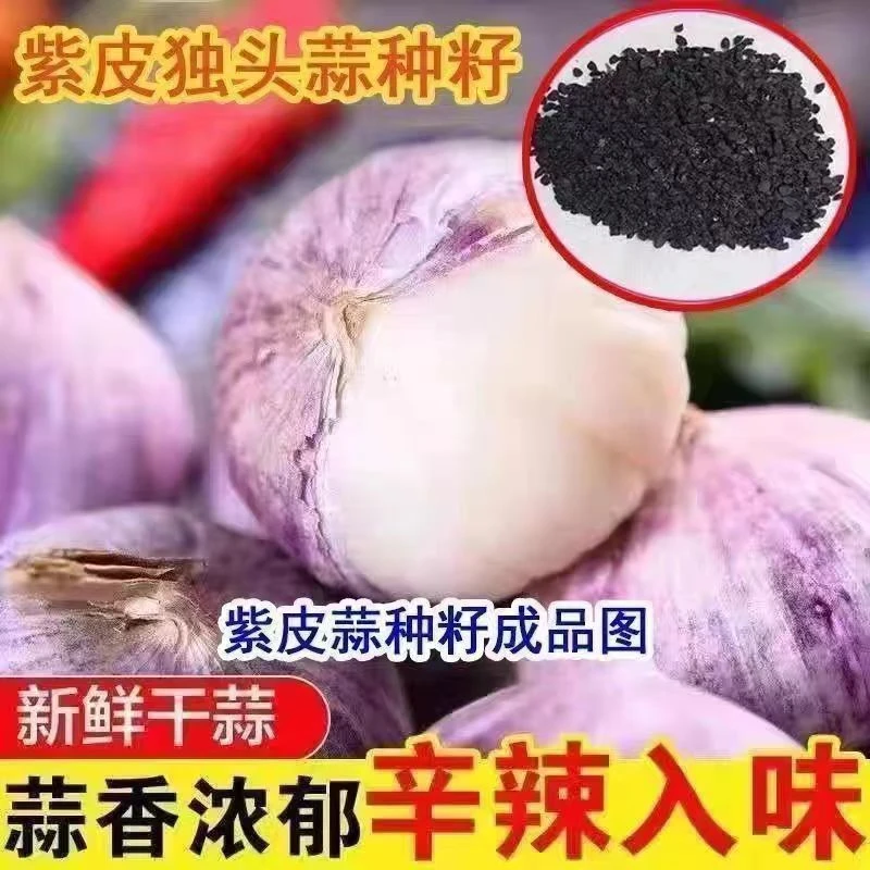 抢！【9.9包邮】四季紫皮大蒜圆头蒜种植播种阳台 农家盆栽蔬菜种子