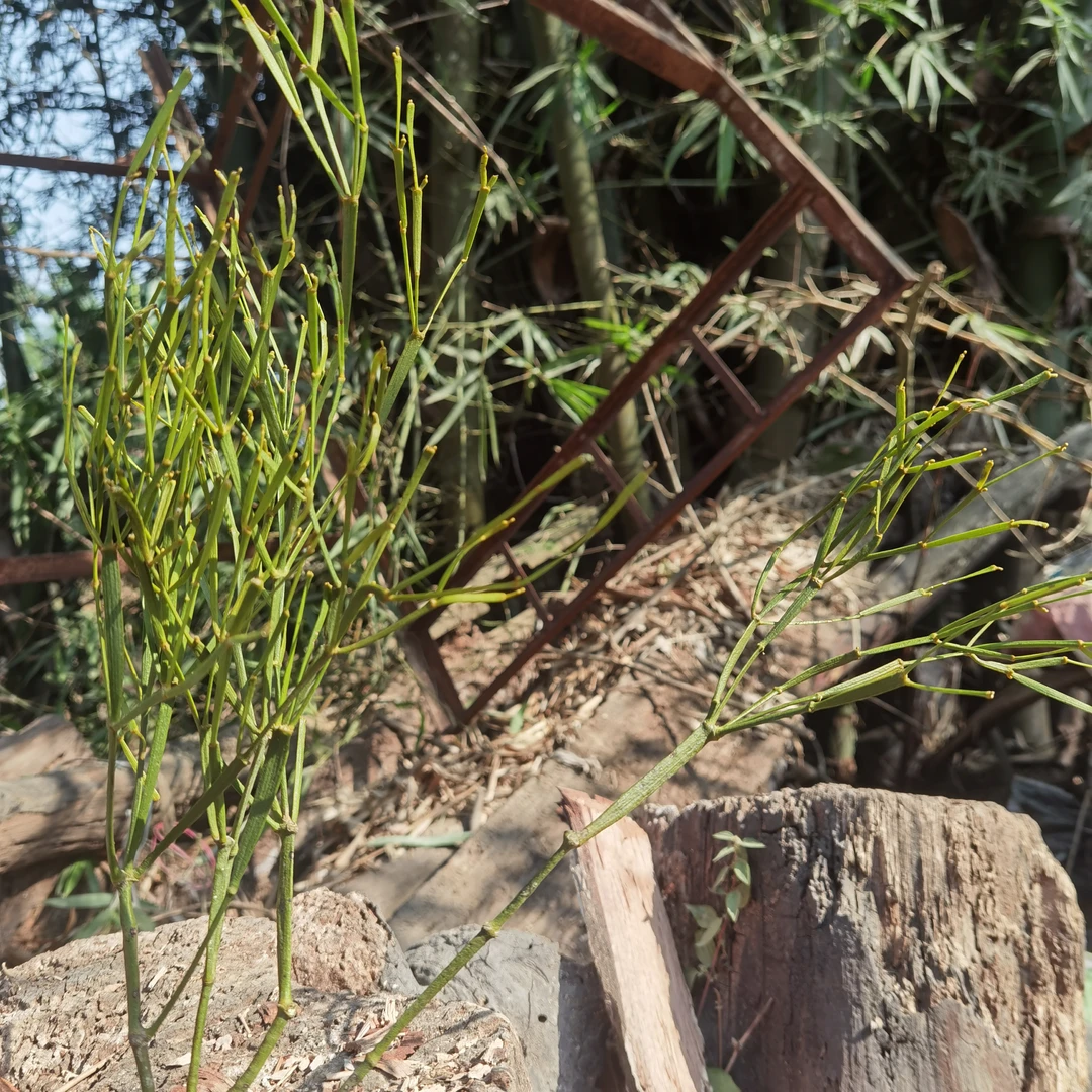 云南深山绿植盆景精品细叶枫树谢脚包邮