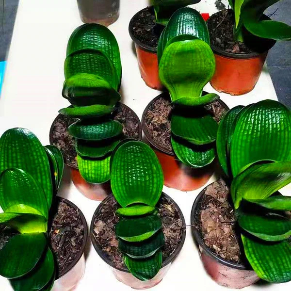 长春精品君子兰钢板虎头小苗室内绿植盆栽吸甲醛防辐射国兰包邮