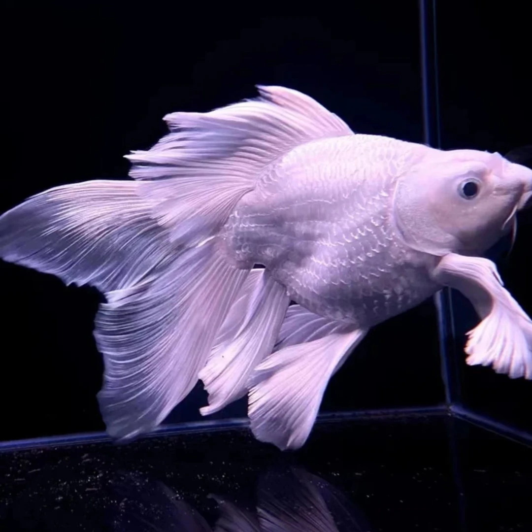 蝴蝶鲤  锦鲤  观赏鱼  黑白黄各色渔场包邮10到30厘米