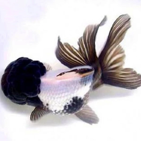 耐活精品活体鎏金 鼎红 国狮 泰狮 不是偏远地区包邮包损开箱包活