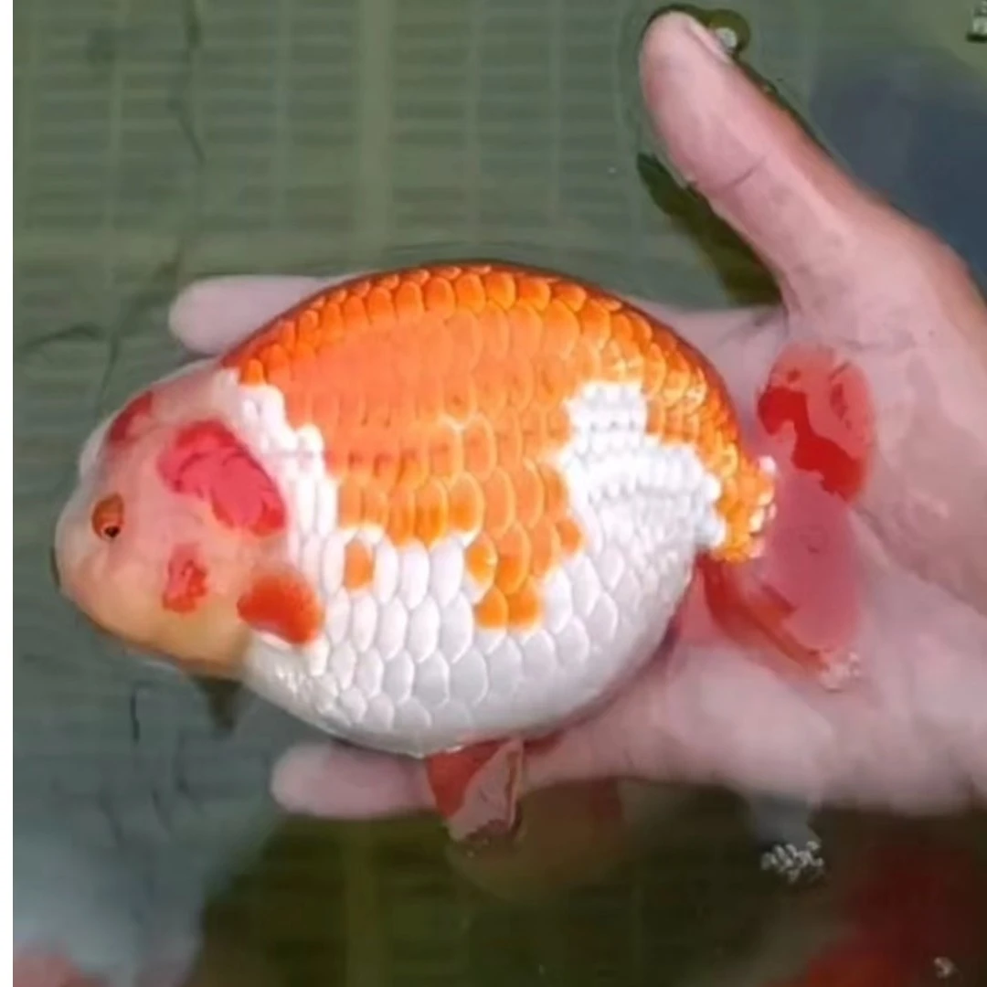 兰寿金鱼老曹渔场专用