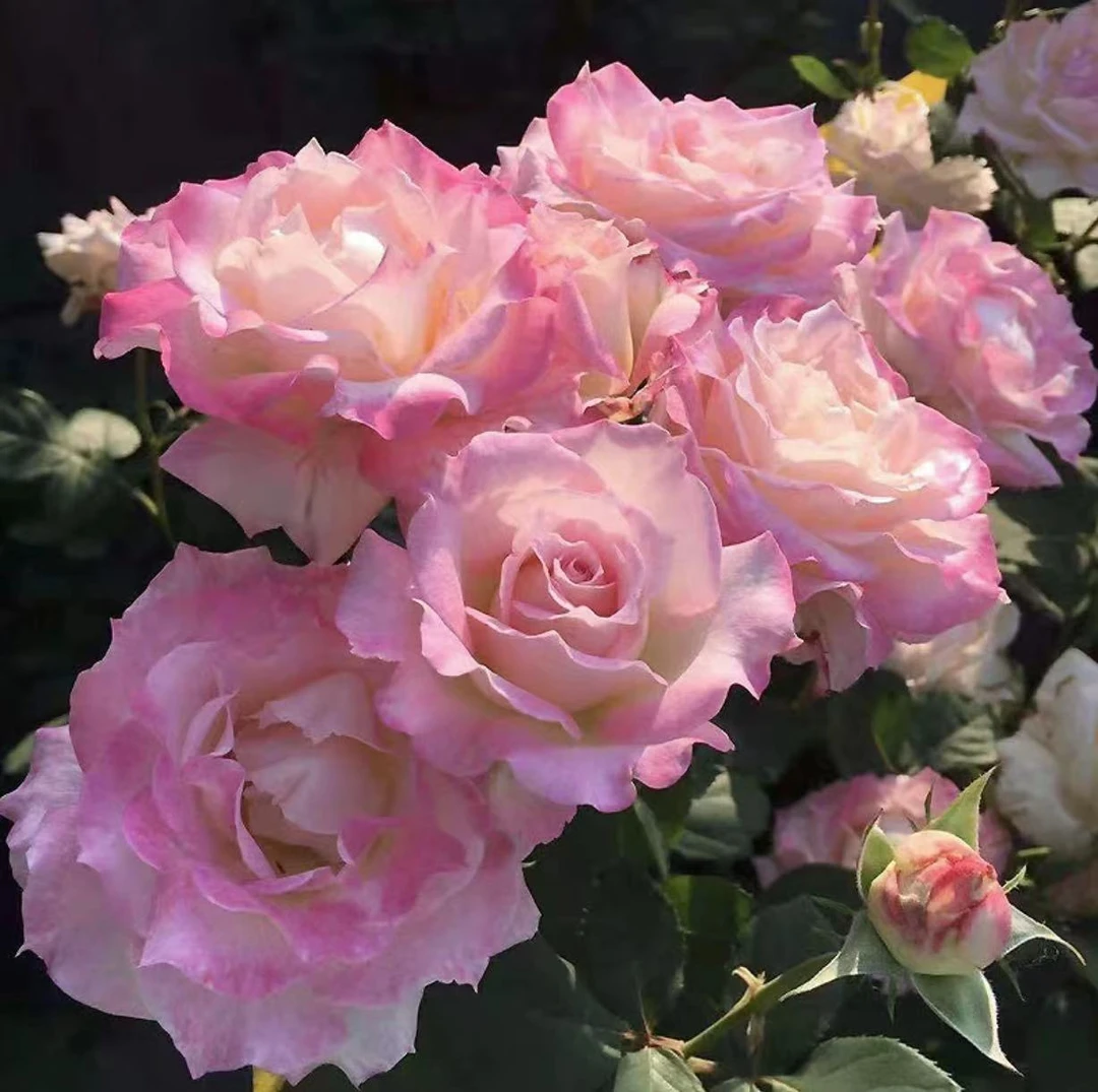 【六翼天使】大花浓香型