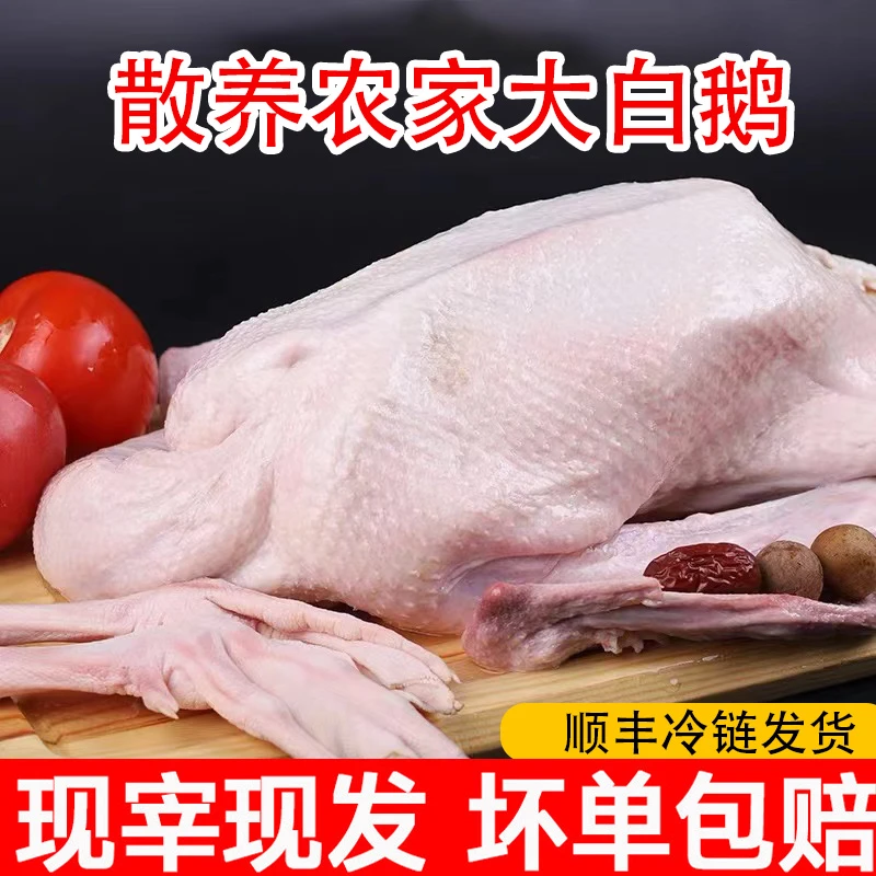 L【买一送一】大白鹅一只＋一只土鸭 青年鹅头上无包 土鸭无脚无翅