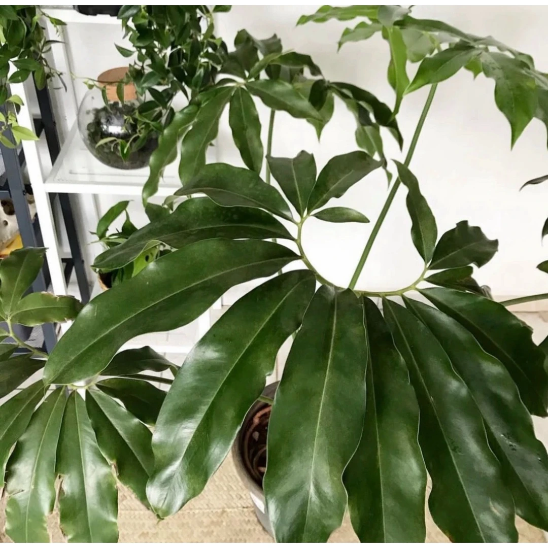 顺丰发货【印第安羽毛】蔓绿绒五子登科耐阴耐热网红观叶北欧风绿植