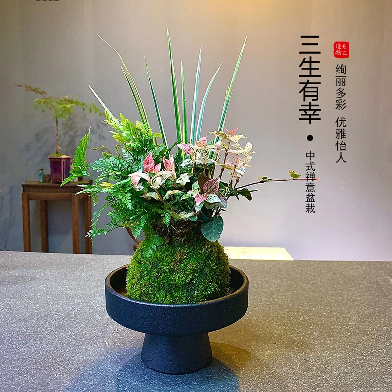 三生有幸苔藓球创意盆栽 水培植物好养办公室内狼尾蕨类绿植盆景