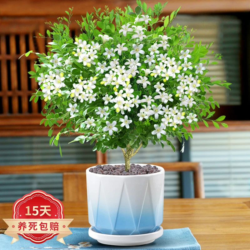 九里香树苗盆栽防驱蚊草植物室内带浓香花卉老桩七里香好养小绿植