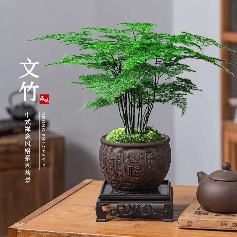 文竹盆栽绿植中式陶瓷盆景办公室内桌面花卉植物客厅创意摆件好养