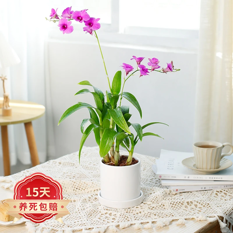 石斛兰盆栽带花苞桌面室内花卉绿植阳台植物四季开花易活好养盆景