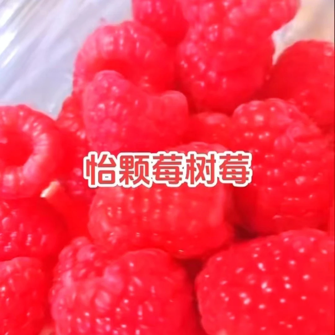树莓