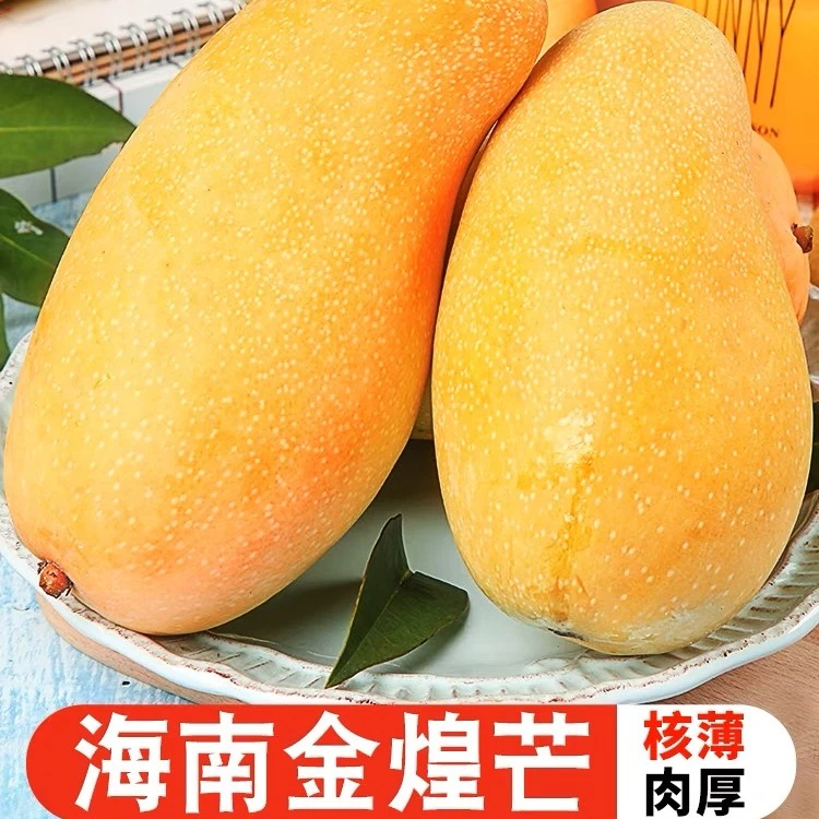 【现摘现发】海南三亚金煌芒 香甜可口 果肉厚实饱满 10斤礼盒