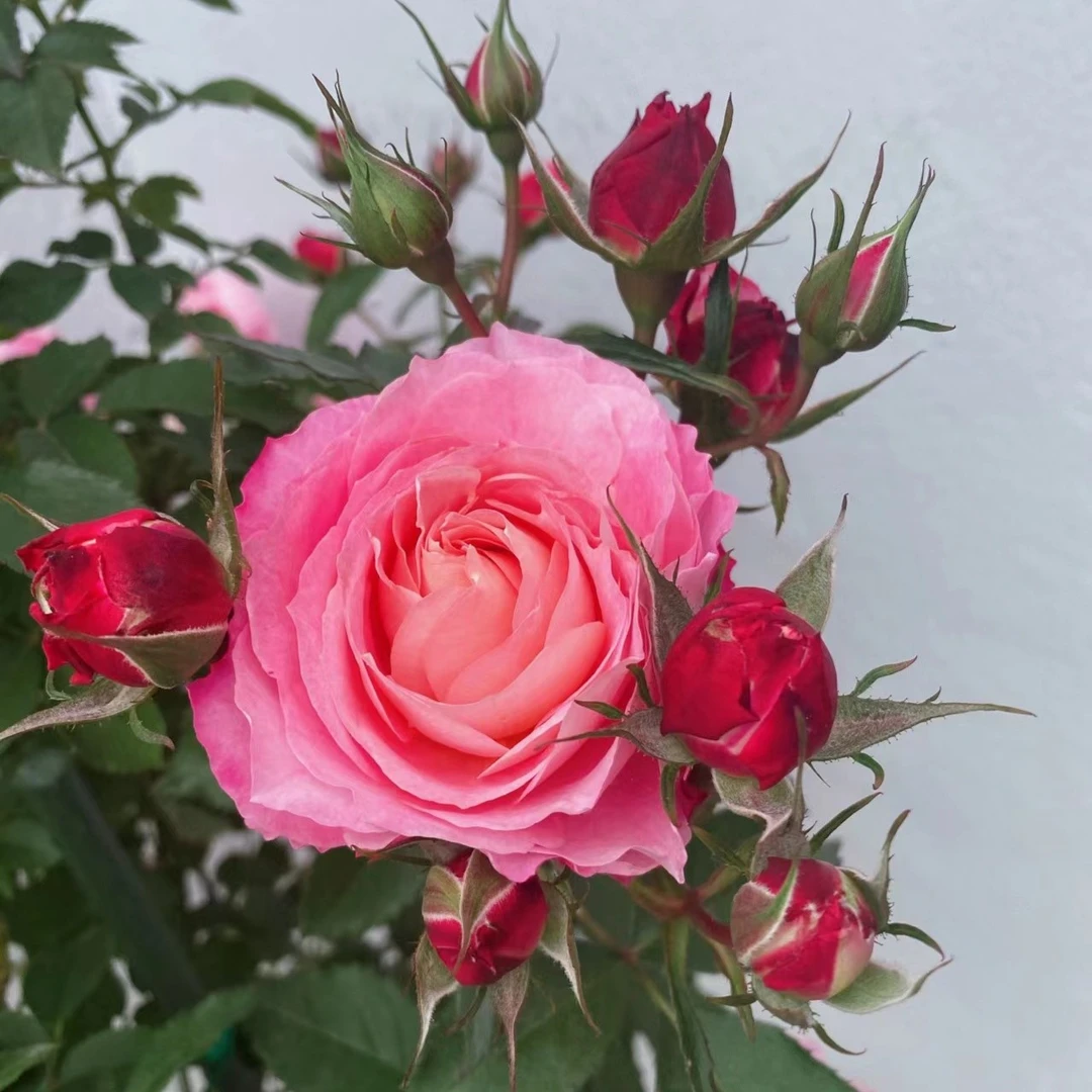 海神王月季花苗特大花浓香阳台盆栽四季开花不断抗病耐热勤花微月