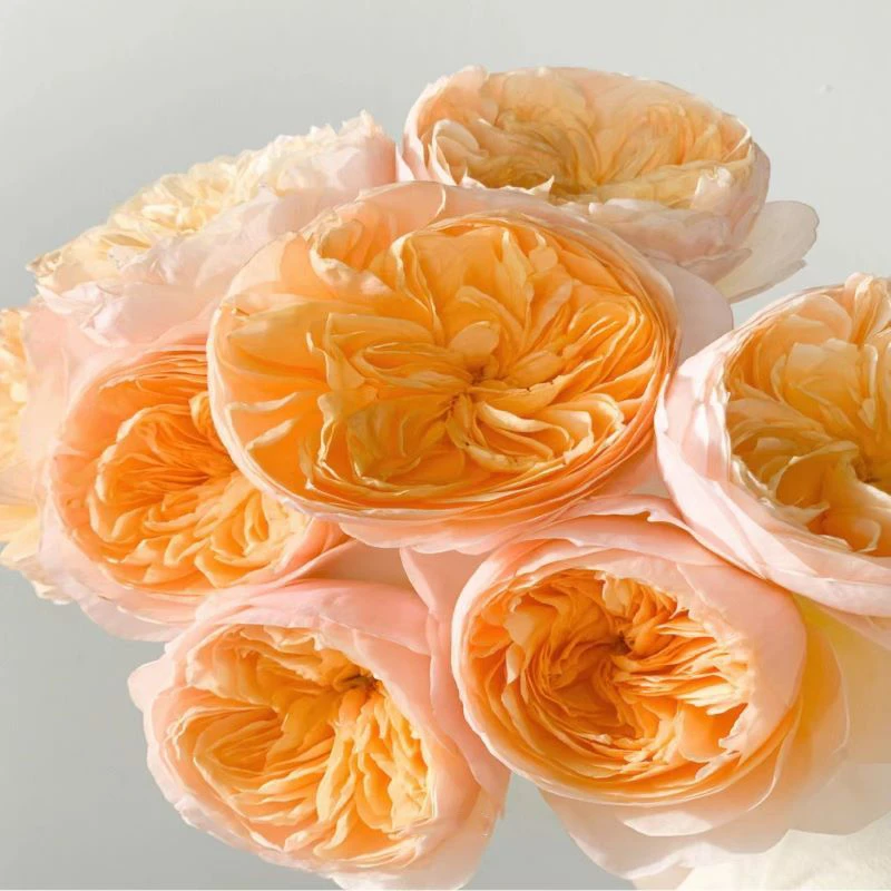 朱丽叶月季花苗阳台欧月大花切花玫瑰花多季开花奥斯汀月季盆栽