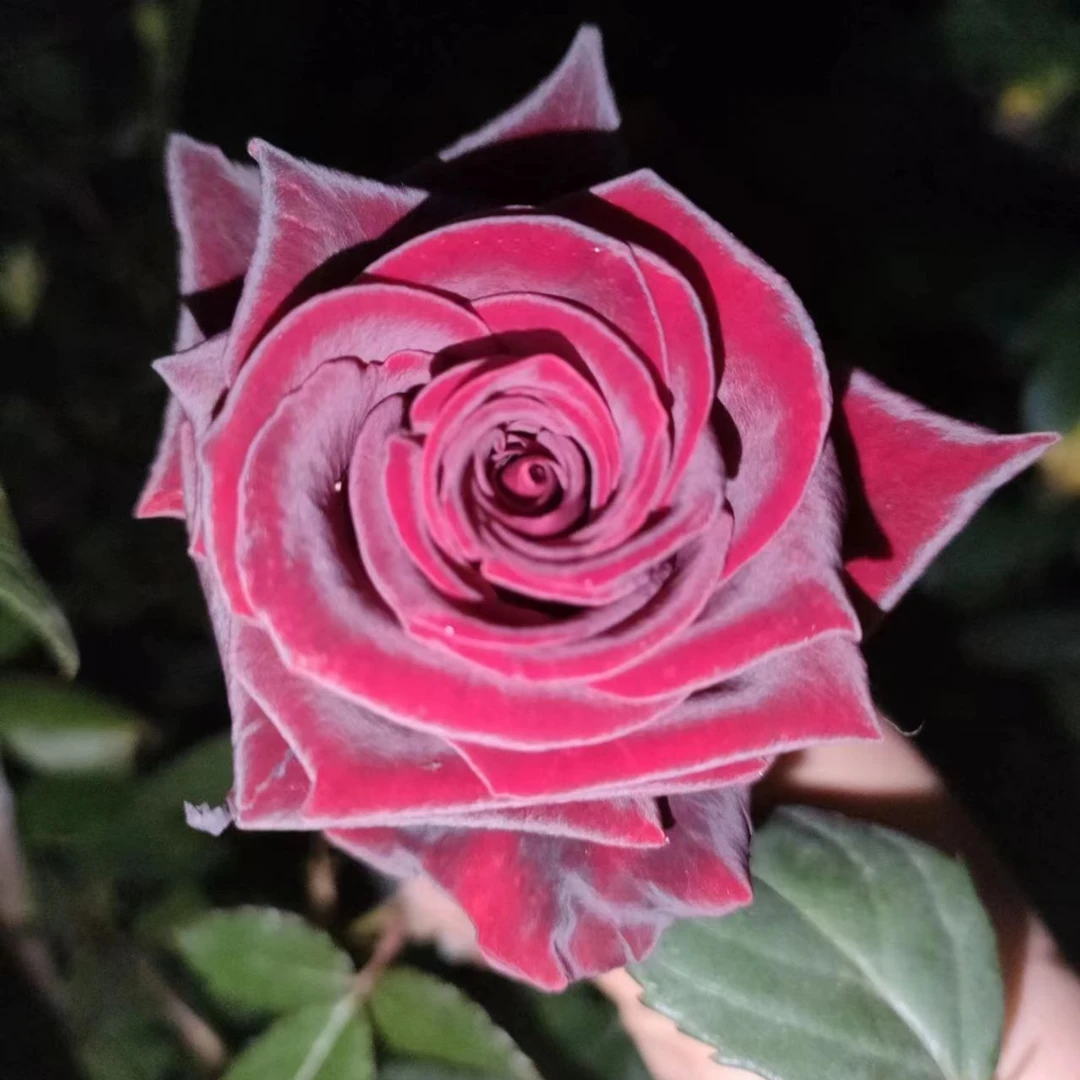 黑魔术暗红色玫瑰花大苗大花浓香阳台庭院四季花卉植物月季花盆栽