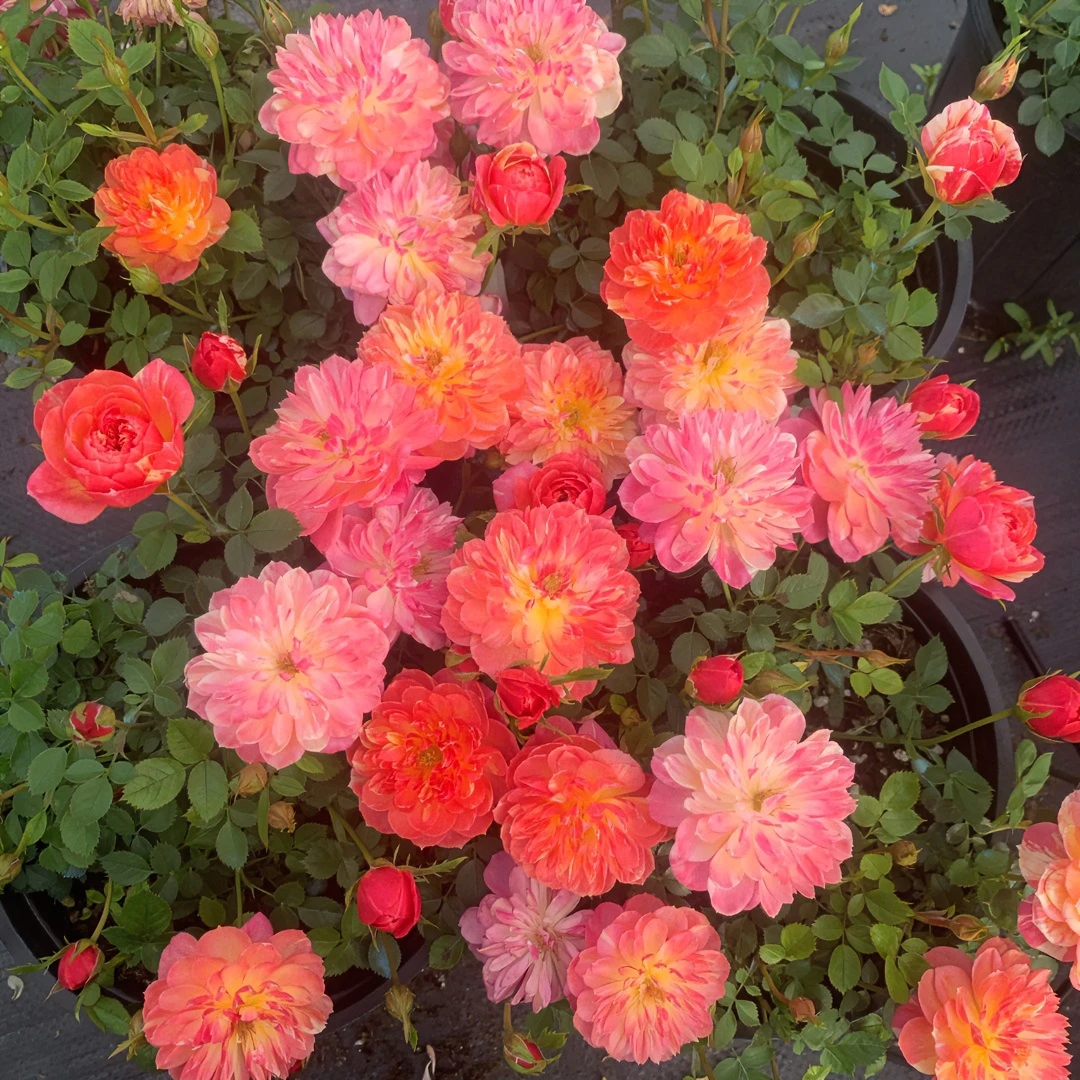 躲躲藏藏月季花苗微型多头玫瑰花室内阳台四季开花好养易活