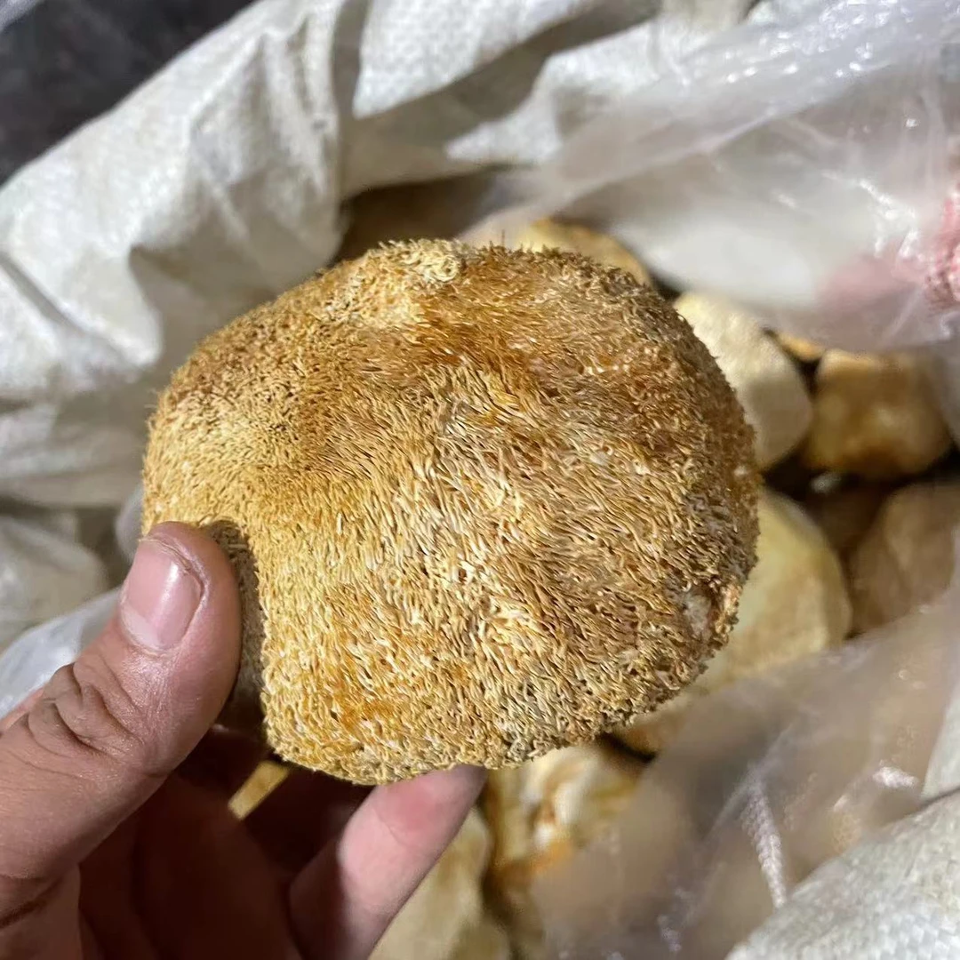云南 下山 猴头菇