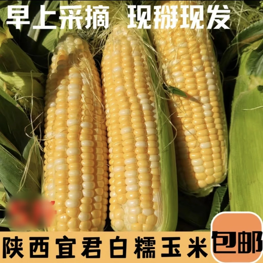 新鲜现摘甜糯玉米黑甜糯玉米非水果玉米助农孕妇食用无污染