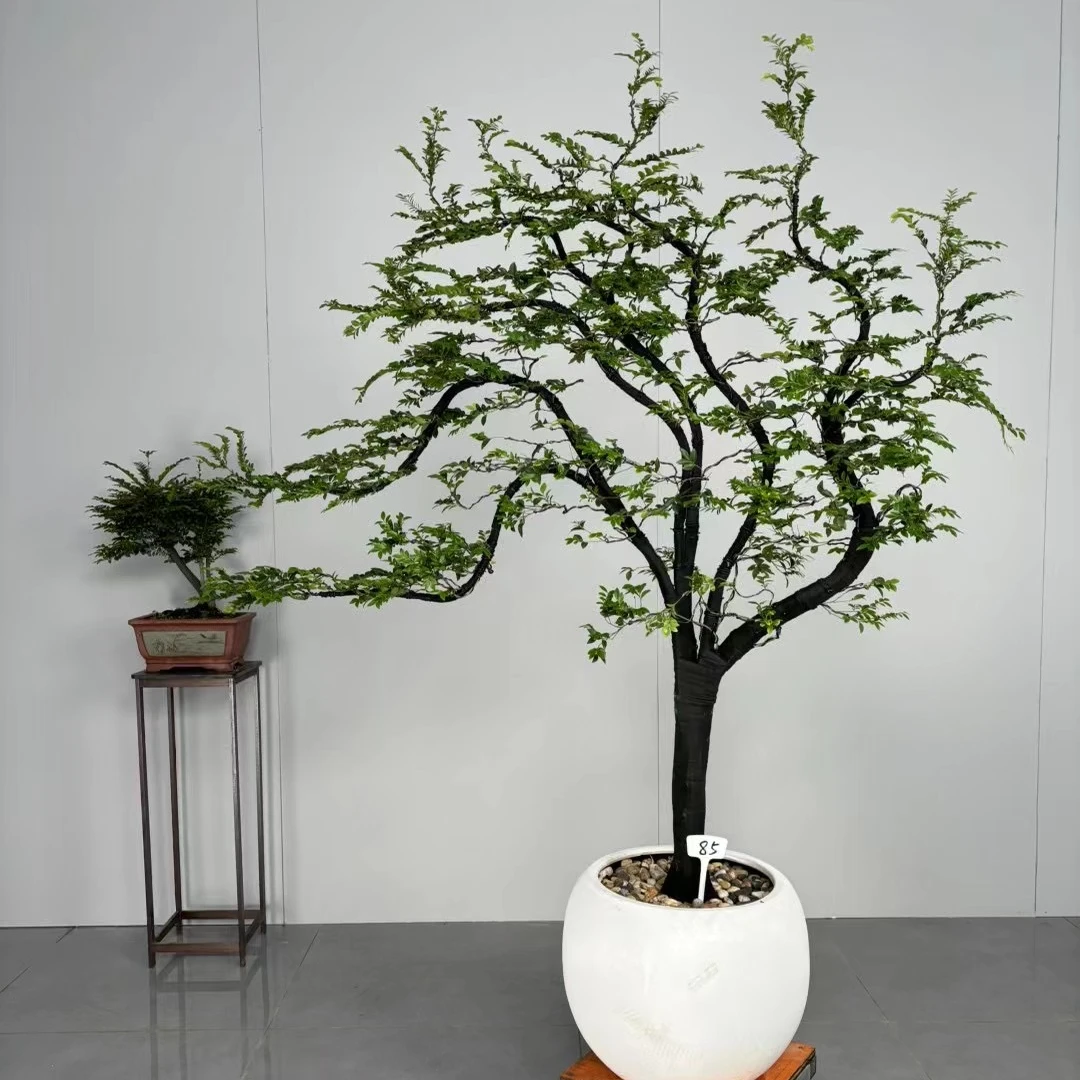 小叶紫檀造型水培植物黑骨茶盆景室内办公室别墅高档绿植盆栽