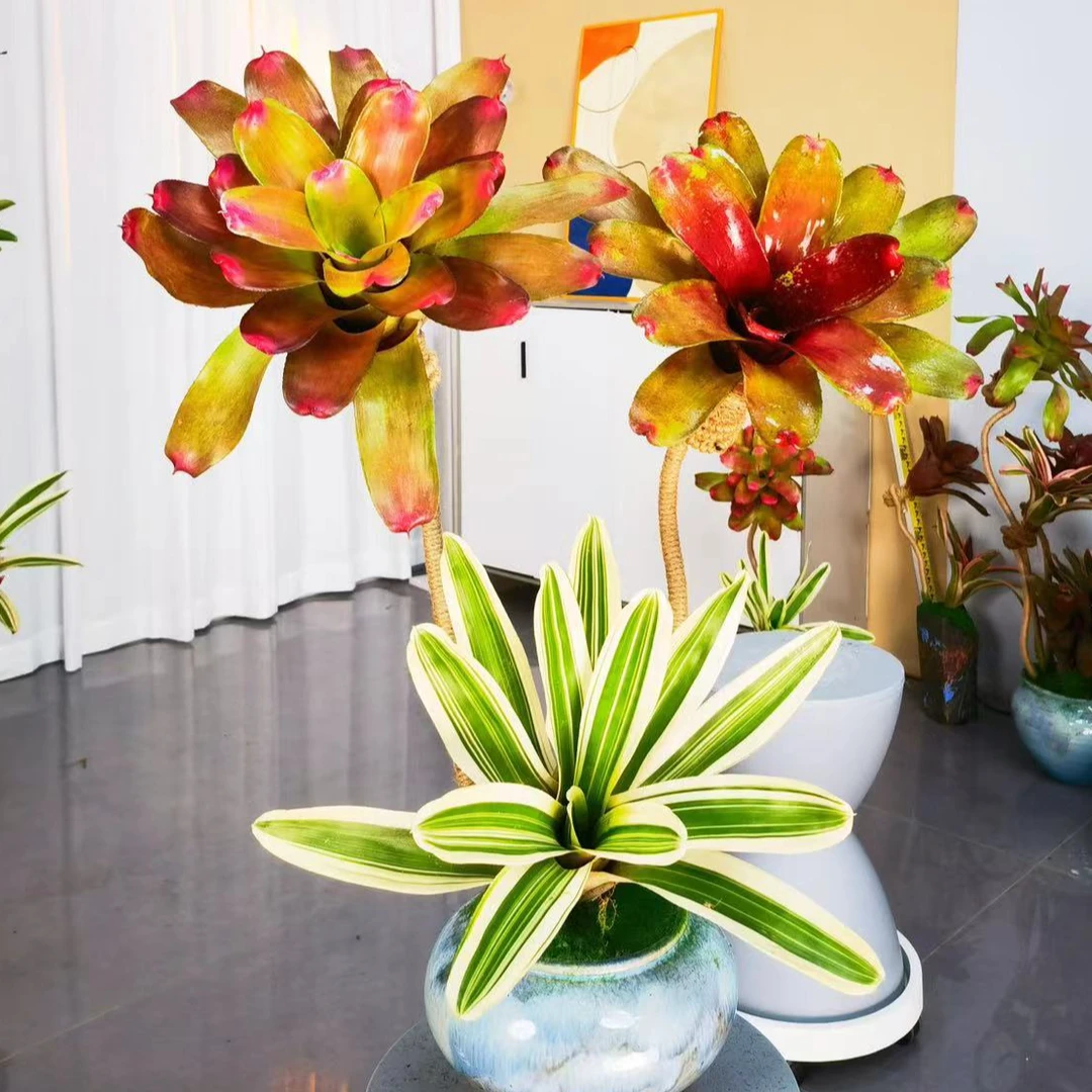 〖积水凤梨〗3朵造型盆栽带景德镇陶瓷花盆室内装饰日常观赏绿植