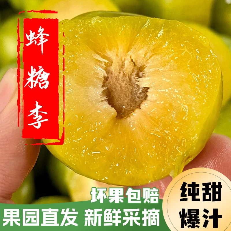 四川原生态脱骨脆蜂糖李子凤凰李香甜多汁产地直发现摘水果5斤装