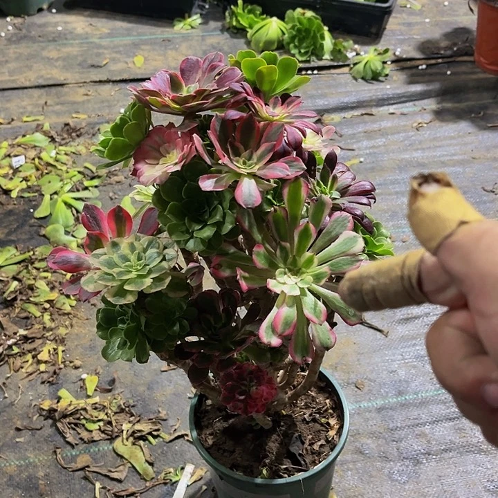 郭****室01a ju y x x y y