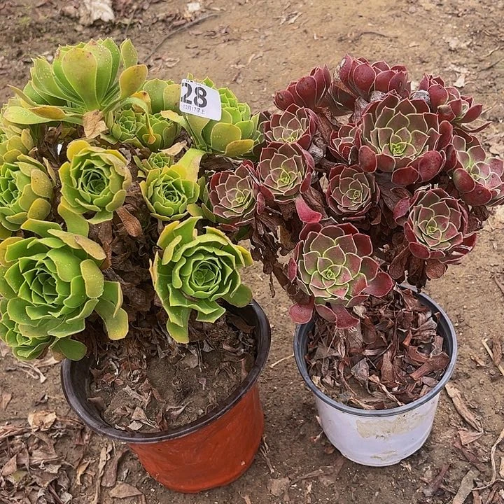 组合组合组合28好