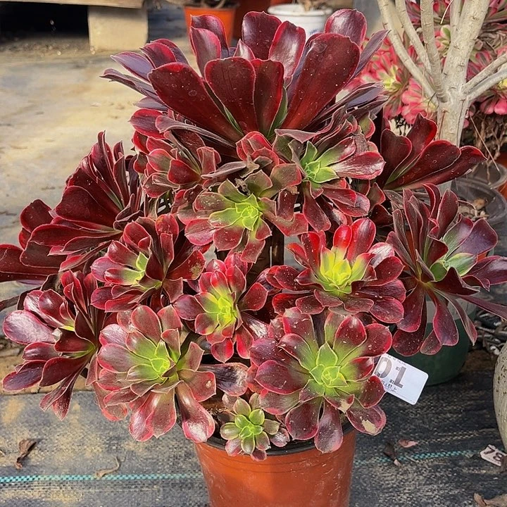 金丝雀01一物一图啦