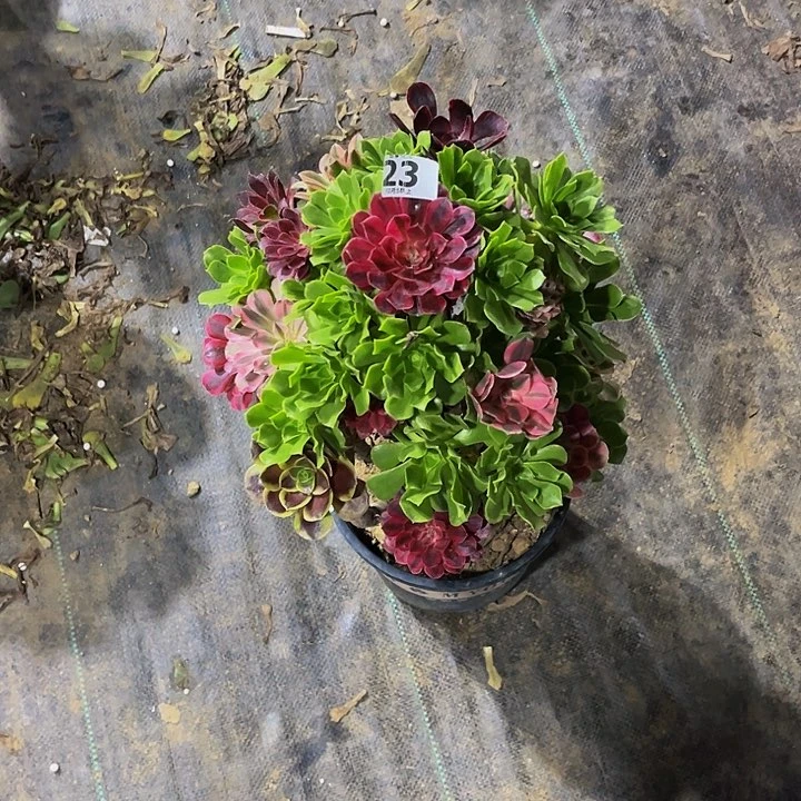 思*w23嫁接法师一物一图