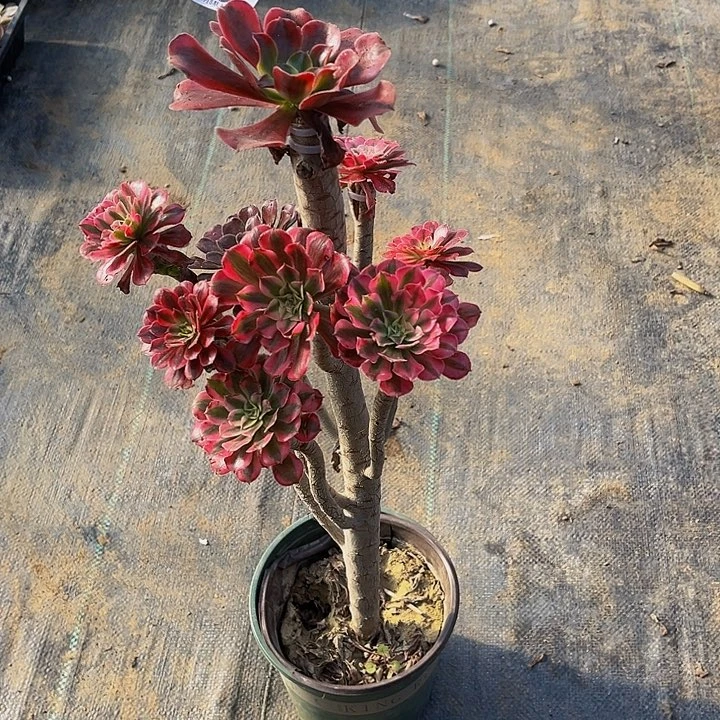 嫁接的法师一物一图69