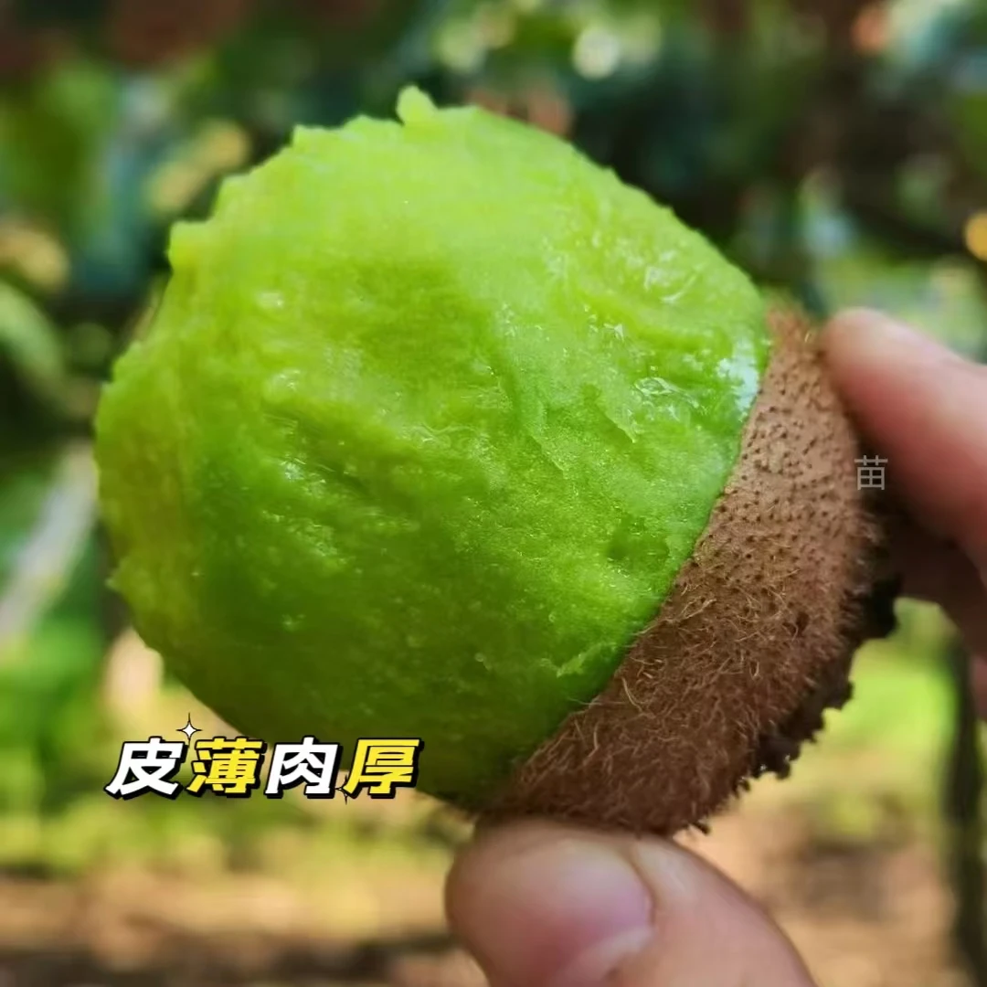 【放软即食】陕西眉县徐香绿心猕猴桃产地直发新鲜采摘奇异果（包邮）